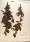 000017368-thumbnail.jpg
