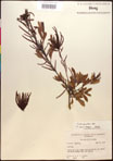 000017369-thumbnail.jpg