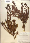 000017370-thumbnail.jpg