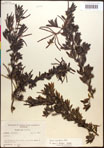 000017371-thumbnail.jpg