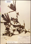 000017372-thumbnail.jpg