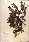 000017373-thumbnail.jpg