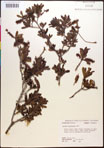 000017375-thumbnail.jpg