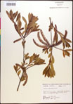 000017376-thumbnail.jpg