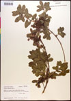 000017377-thumbnail.jpg