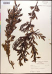 000017378-thumbnail.jpg