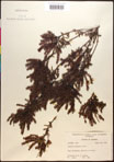 000017379-thumbnail.jpg