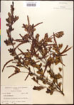 000017380-thumbnail.jpg