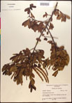 000017381-thumbnail.jpg