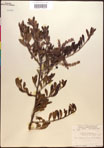 000017382-thumbnail.jpg