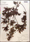 000017383-thumbnail.jpg