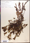 000017384-thumbnail.jpg