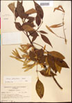 Fraxinus