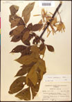 Fraxinus