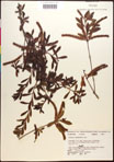 000017449-thumbnail.jpg