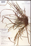 000017455-thumbnail.jpg