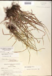 000017476-thumbnail.jpg