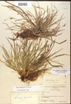 Carex