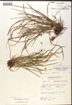 000017484-thumbnail.jpg
