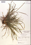 000017486-thumbnail.jpg