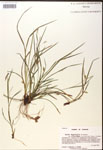 000017495-thumbnail.jpg