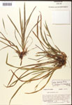 000017497-thumbnail.jpg