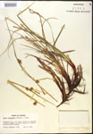 000017501-thumbnail.jpg