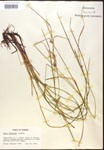 000017510-thumbnail.jpg
