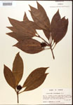 000017518-thumbnail.jpg