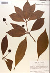 000017519-thumbnail.jpg