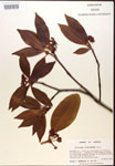 000017520-thumbnail.jpg