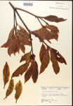 000017521-thumbnail.jpg