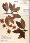 000017522-thumbnail.jpg