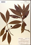 000017523-thumbnail.jpg