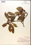 000017524-thumbnail.jpg