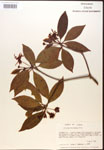 000017525-thumbnail.jpg