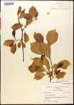000017527-thumbnail.jpg