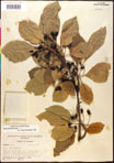 000017528-thumbnail.jpg