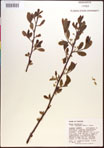 000017529-thumbnail.jpg