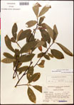 000017530-thumbnail.jpg