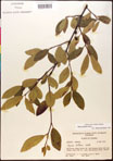 000017531-thumbnail.jpg