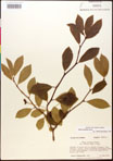 000017532-thumbnail.jpg