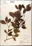 000017533-thumbnail.jpg