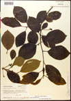 000017534-thumbnail.jpg