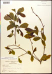 000017535-thumbnail.jpg