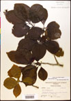 000017536-thumbnail.jpg