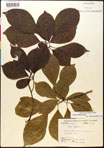 000017537-thumbnail.jpg