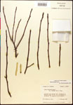 000017538-thumbnail.jpg