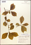 000017539-thumbnail.jpg