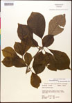 000017540-thumbnail.jpg